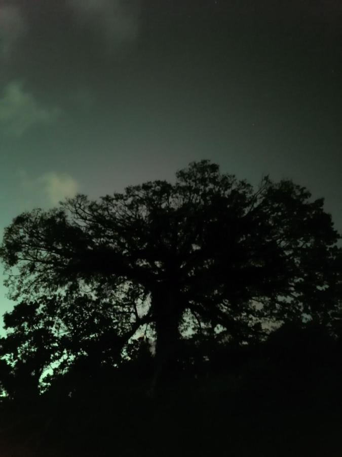 La Ceiba Tree Lodge Tilarán Buitenkant foto