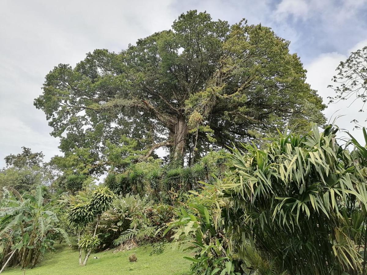 La Ceiba Tree Lodge Tilarán Buitenkant foto
