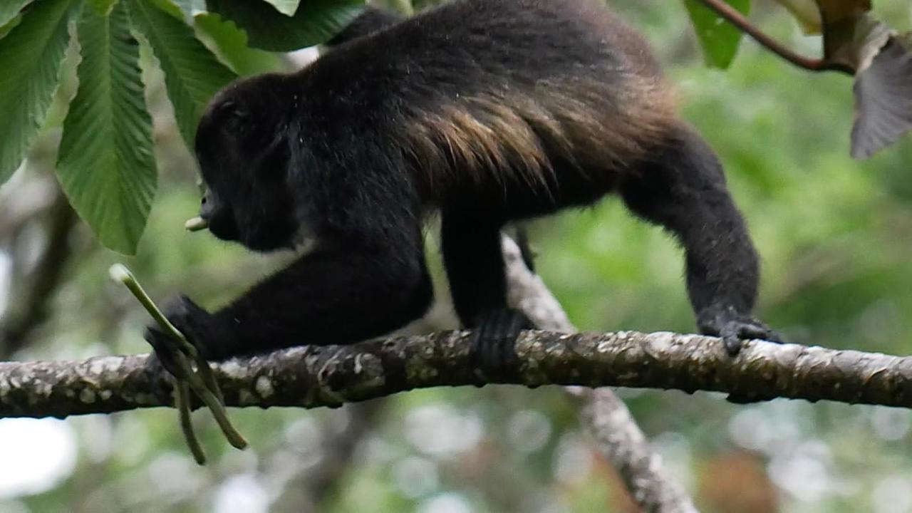 La Ceiba Tree Lodge Tilarán Buitenkant foto