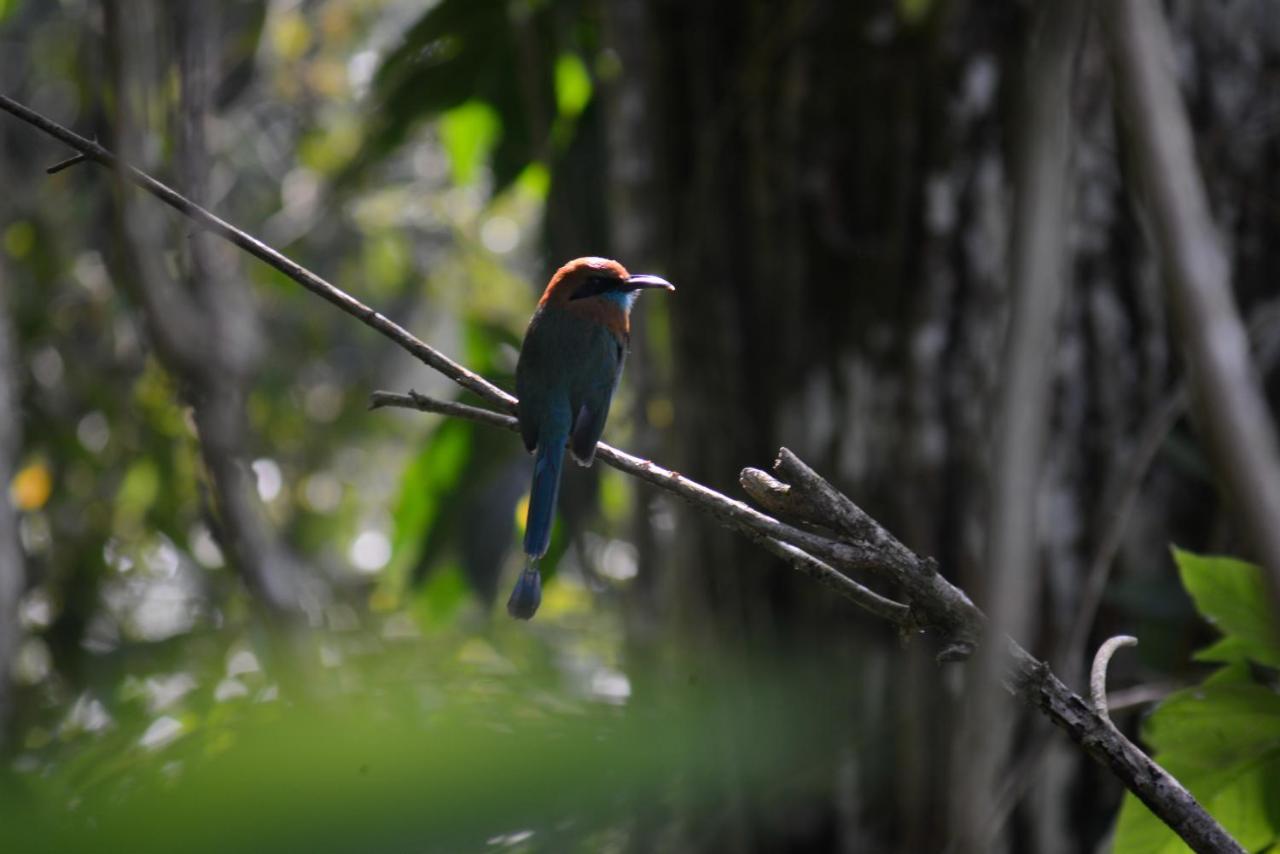 La Ceiba Tree Lodge Tilarán Buitenkant foto
